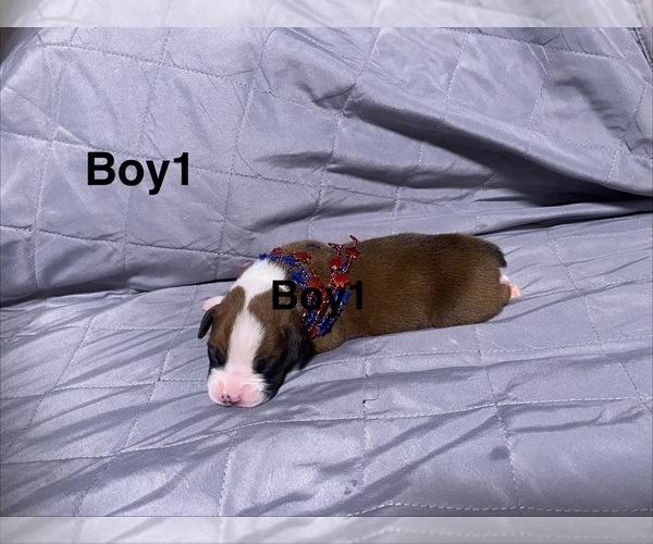 Medium Photo #1 Boxer Puppy For Sale in MOREHEAD, KY, USA
