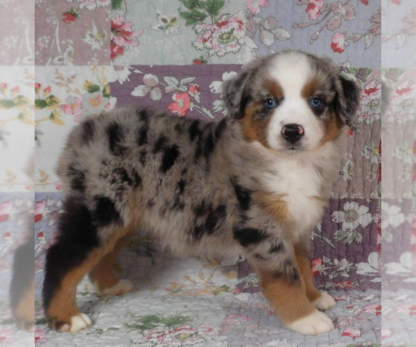 Medium Photo #19 Miniature Australian Shepherd Puppy For Sale in HARRISON, OH, USA