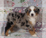Small #18 Miniature Australian Shepherd
