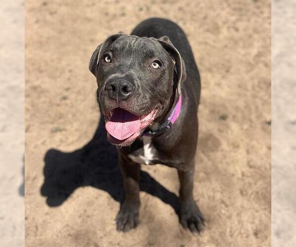 Medium Photo #1 Labrador Retriever-Unknown Mix Puppy For Sale in Aurora, CO, USA
