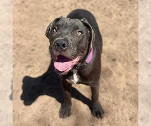 Labrador Retriever-Unknown Mix Dogs for adoption in Aurora, CO, USA