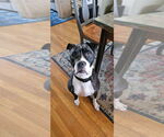 Kelseys Crew : Gemini (Beans) - Male American Pit Bull Terrier Dog for Adoption - Small photo