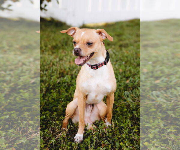 Medium Photo #13 Rat-Cha Puppy For Sale in Princeton, MN, USA