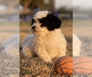 Poodle (Miniature) Puppy for sale in HANFORD, CA, USA
