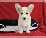 Small Photo #7 Pembroke Welsh Corgi Puppy For Sale in CLARK, MO, USA