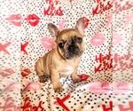 Small Photo #2 French Bulldog Puppy For Sale in FAIR GROVE, MO, USA
