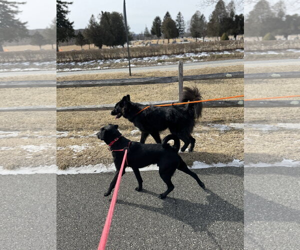 Medium Photo #6 Labrador Retriever-Unknown Mix Puppy For Sale in Chester, NJ, USA