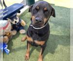 Small #1 Rottweiler Mix