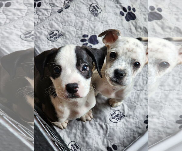 Medium Photo #4 Boston Huahua Puppy For Sale in St. Louis Park, MN, USA