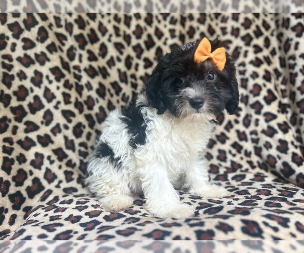 Medium Photo #8 Cavapoo Puppy For Sale in LAKELAND, FL, USA
