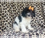 Small #7 Cavapoo