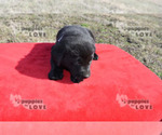 Small Photo #3 Labrador Retriever Puppy For Sale in SANGER, TX, USA