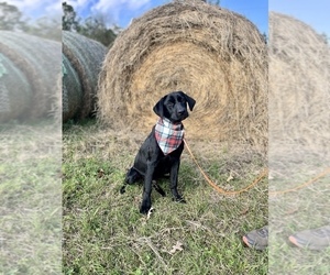 Labrador Retriever Dog for Adoption in CENTER, Texas USA