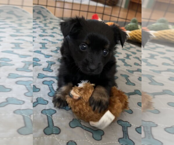 Medium Photo #2 ShiChi Puppy For Sale in Bellevue, WA, USA