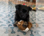Small #1 ShiChi