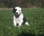 Small #1 Border Collie-Sheepadoodle Mix