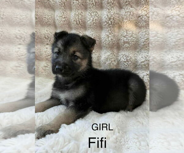 Medium Photo #1 Labrador Retriever-Unknown Mix Puppy For Sale in Princeton, MN, USA