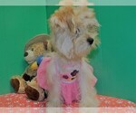 Small Photo #4 Morkie Puppy For Sale in PATERSON, NJ, USA