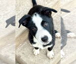 Small #3 Labrador Retriever Mix