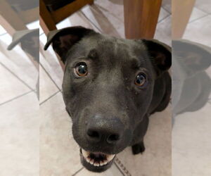 STORM - Male American Pit Bull Terrier-Unknown Mix Dog for Adoption - Photo #4