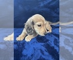 Small #8 Dachshund