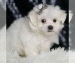 Small Photo #30 Maltese Puppy For Sale in WARSAW, IN, USA