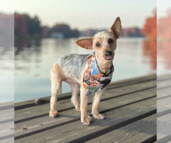 Medium Photo #1 Silky Terrier Puppy For Sale in Menifee, CA, USA