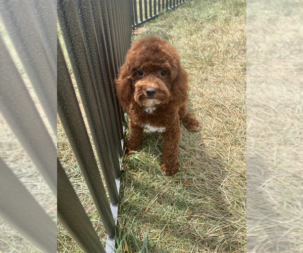 Medium Photo #1 Poodle (Miniature) Puppy For Sale in WARSAW, IN, USA