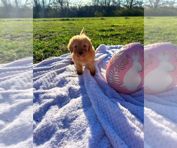 Medium Photo #10 Bernedoodle-Doodle Mix Puppy For Sale in BLUE SPRINGS, MO, USA