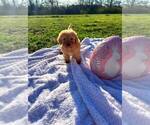Small #9 Bernedoodle-Doodle Mix
