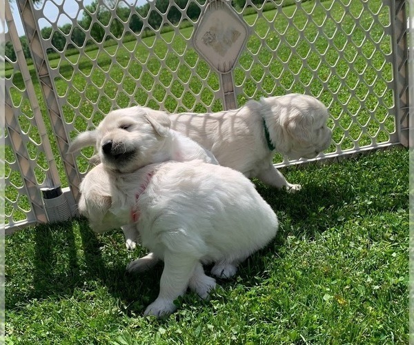 Medium Photo #17 English Cream Golden Retriever Puppy For Sale in MARSHFIELD, WI, USA