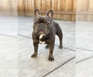 Father of the French Bulldog puppies born on 10/28/2019