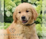 Small #3 Golden Retriever