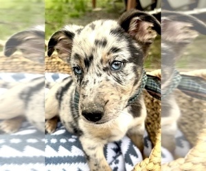 Australian Shepherd-German Shepherd Dog Mix Puppy for Sale in SALLISAW, Oklahoma USA