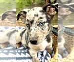 Puppy 1 Australian Shepherd-German Shepherd Dog Mix