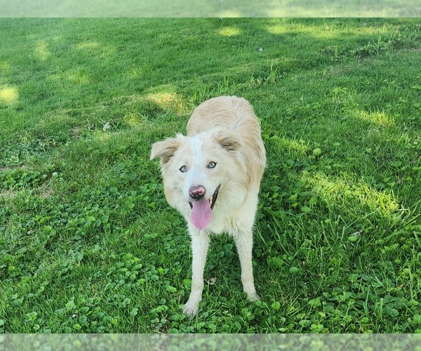 Medium Photo #1 Border Collie Puppy For Sale in BERRIEN SPRINGS, MI, USA