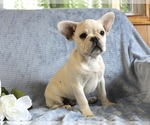 Small Photo #41 French Bulldog Puppy For Sale in LIBERTY, KY, USA
