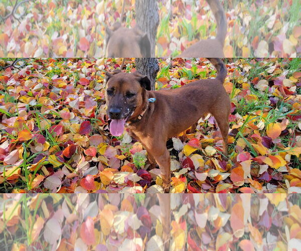 Medium Photo #5 Mutt Puppy For Sale in San Diego, CA, USA