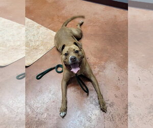 Frankie - Female American Staffordshire Terrier-Unknown Mix Dog for Adoption - Photo #9