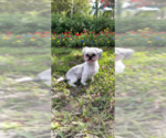 Small #2 Shih Tzu