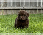 Small #7 Newfoundland