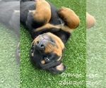 Puppy Orange Rottweiler