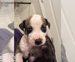 Small #1 Catahoula Leopard Dog-Mountain Cur Mix