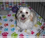 Small #3 Havanese