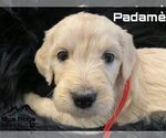 Small Photo #29 Goldendoodle Puppy For Sale in COLONIAL HEIGHTS, TN, USA
