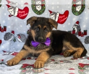 German Shepherd Dog Puppy for sale in LANCASTER, PA, USA