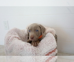 Small Photo #2 Weimaraner Puppy For Sale in HEMET, CA, USA