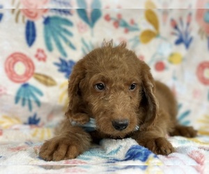 Labradoodle-Poodle (Standard) Mix Puppy for sale in LANCASTER, PA, USA