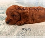 Small #8 Cockapoo