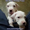 Small Photo #41 Dogo Argentino Puppy For Sale in PINEVILLE, MO, USA